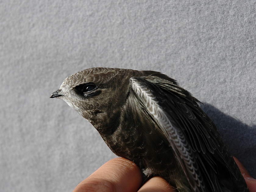 Common Swift, Sundre 20050808